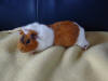 Daisy