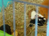 Moeder Katrien met haar jonkies