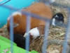 Moeder Katrien met haar jonkies