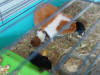 Moeder Katrien met haar jonkies