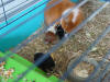 Moeder Katrien met haar jonkies