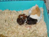 Moeder Lizzy met haar jonkies